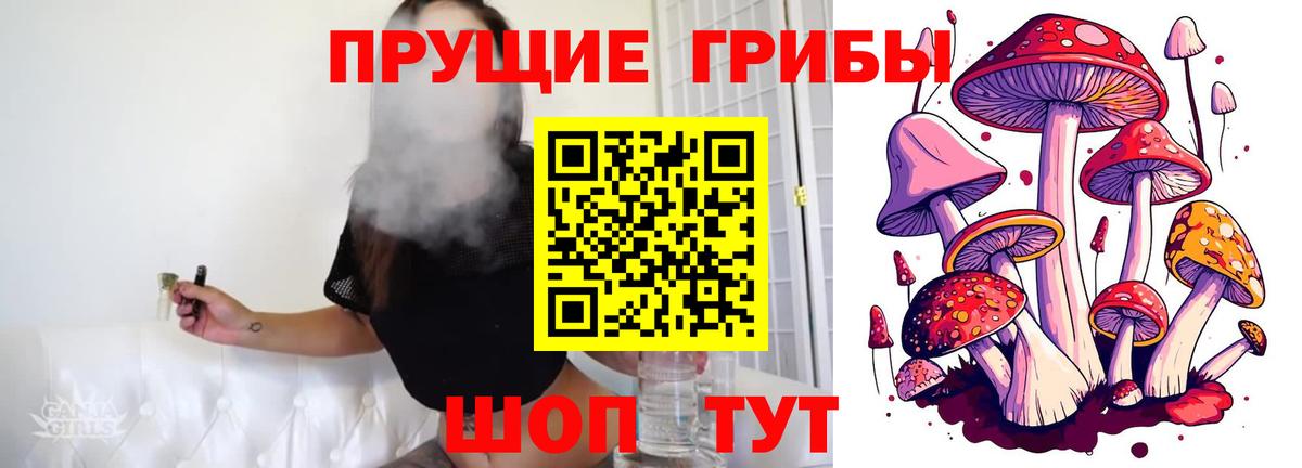 Псилоцибиновые грибы GOLDEN TEACHER Владикавказ